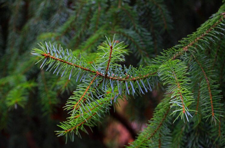 ель, елка, новый год, ёлка