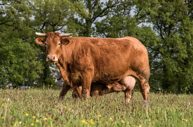 корова, теленок, скот