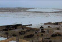 Фото из телеграм-канала Россельхознадзора РХ