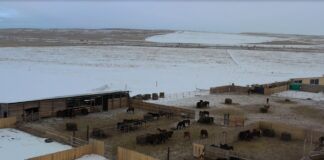 Фото из телеграм-канала Россельхознадзора РХ