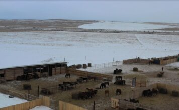 Фото из телеграм-канала Россельхознадзора РХ