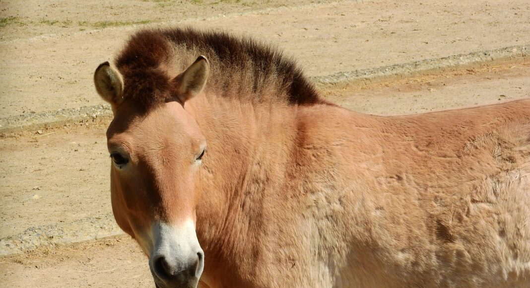 лошадь Пржевальского
