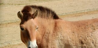 лошадь Пржевальского