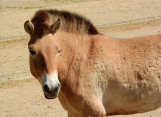 лошадь Пржевальского
