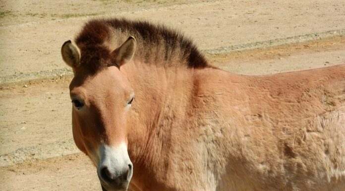 лошадь Пржевальского