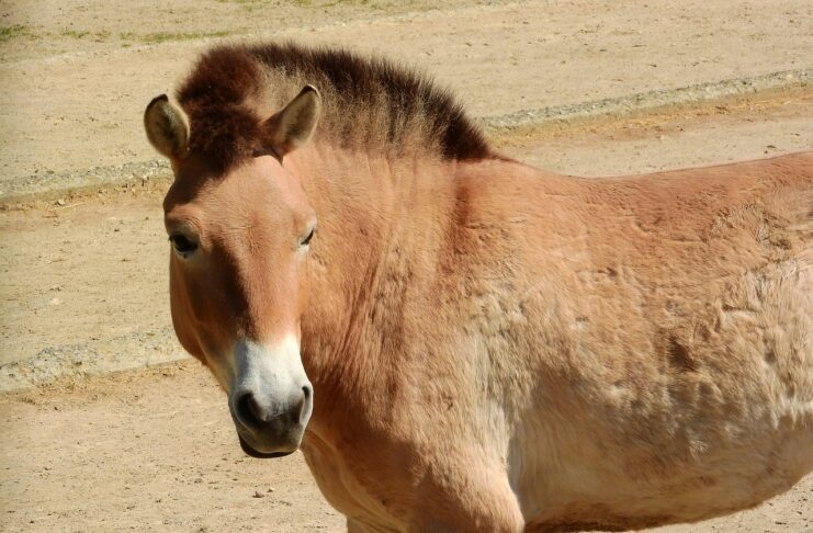 лошадь Пржевальского