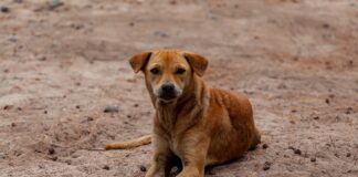 собака, собаки, бездомная собака