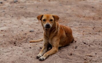 собака, собаки, бездомная собака