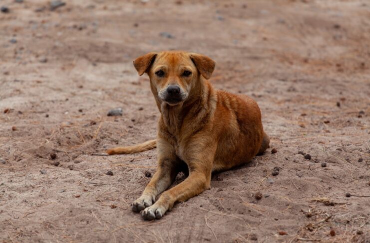 собака, собаки, бездомная собака