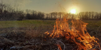 огонь, пожар, ландшафтный пожар, природный пожар, горит поле, горит трава, пожары