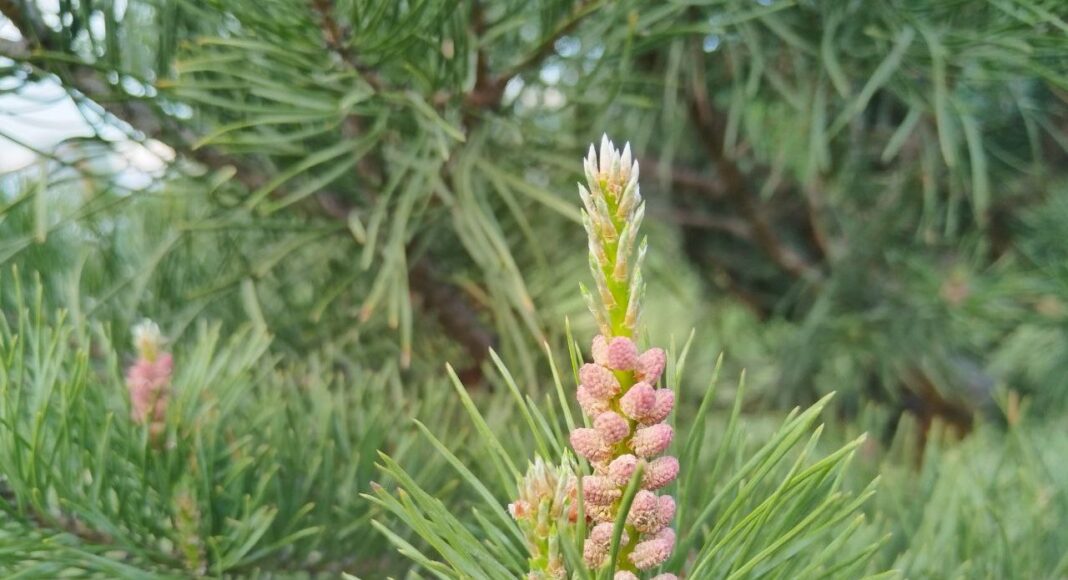 Фото: Абакан.рф