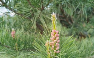 Фото: Абакан.рф