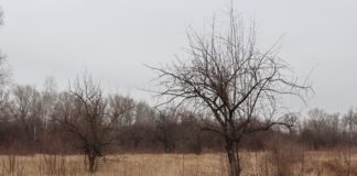 Фото: Абакан.рф