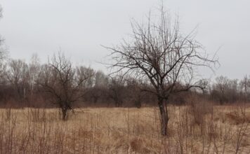 Фото: Абакан.рф