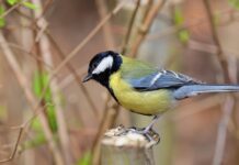 синичка. птица, весна, тепло