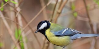 синичка. птица, весна, тепло