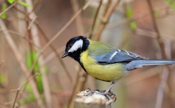 синичка. птица, весна, тепло