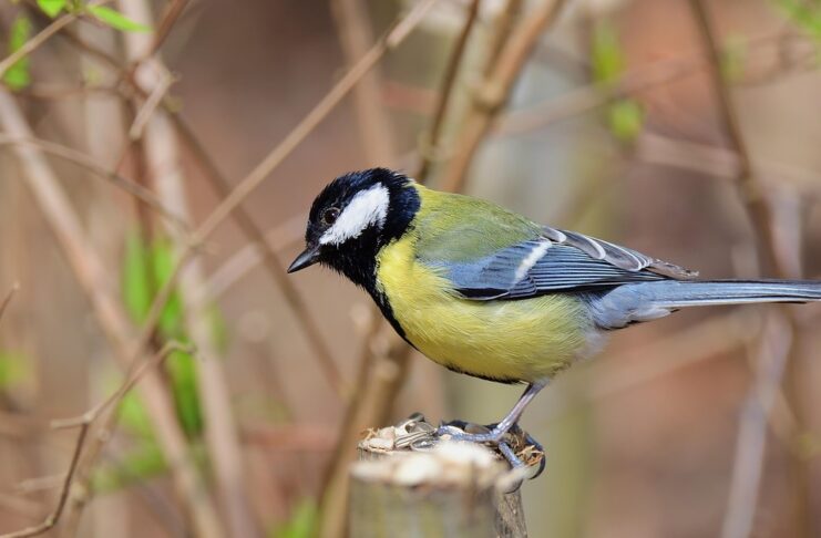 синичка. птица, весна, тепло