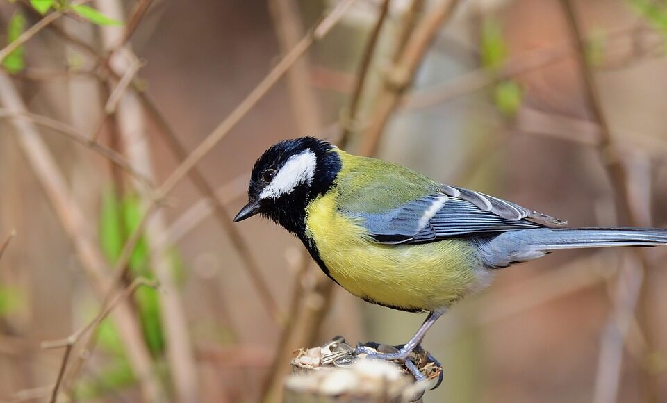 синичка. птица, весна, тепло