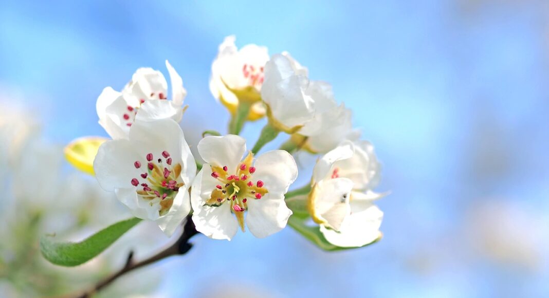 весна, яблоня, цветок, сад