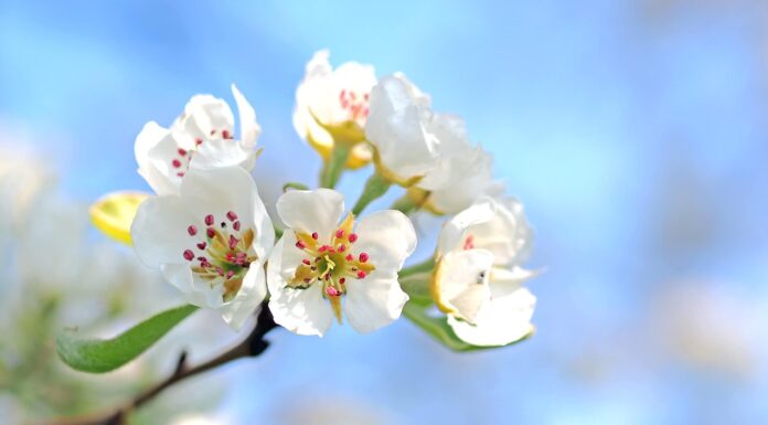 весна, яблоня, цветок, сад