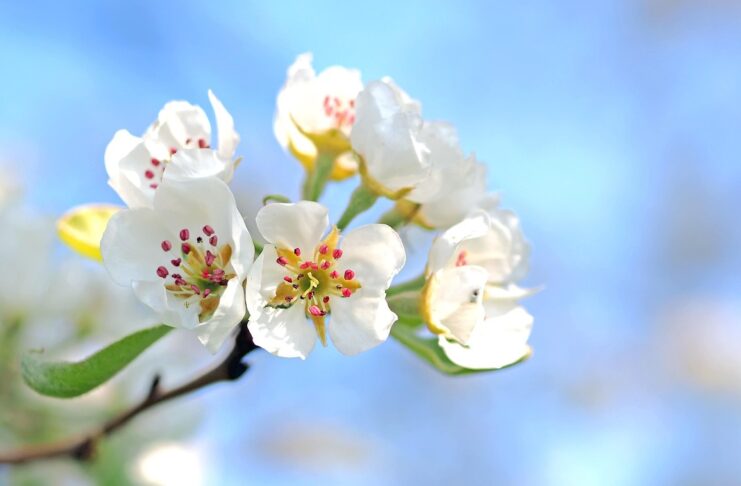 весна, яблоня, цветок, сад