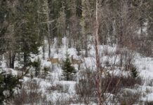 Фото со страницы Охотнадзора