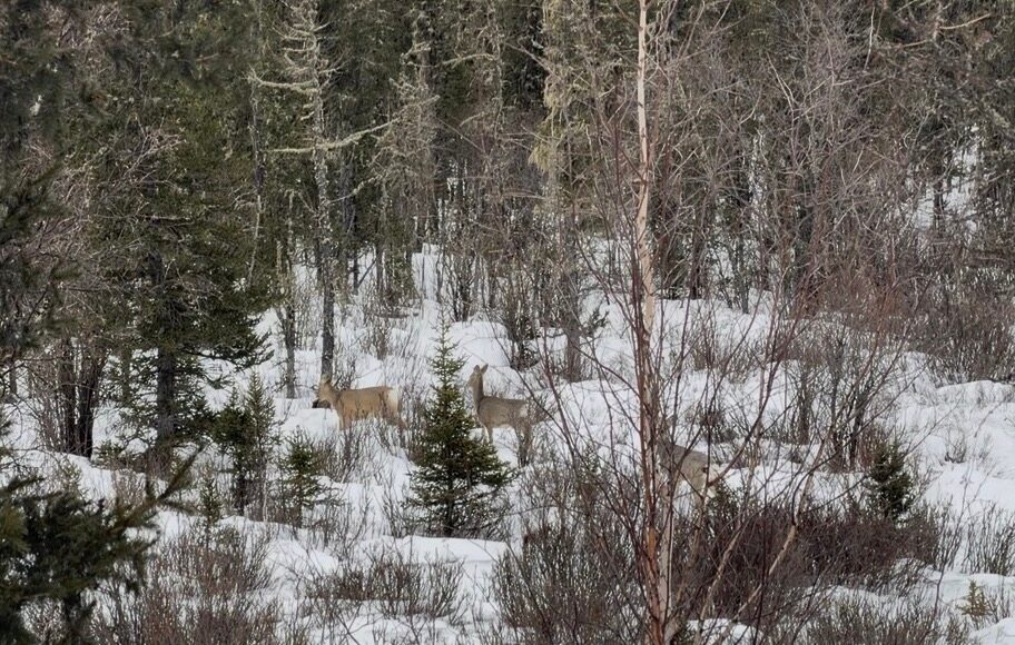 Фото со страницы Охотнадзора