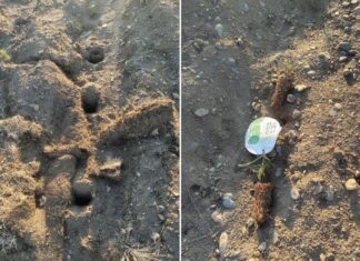 В Хакасии вандалы уничтожили саженцы «Сада памяти» Фото из телеграм-канала Дмитрия Бученика