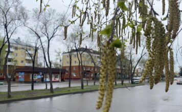 В Черногорске прошла городская экологическая эстафета Фото СГК