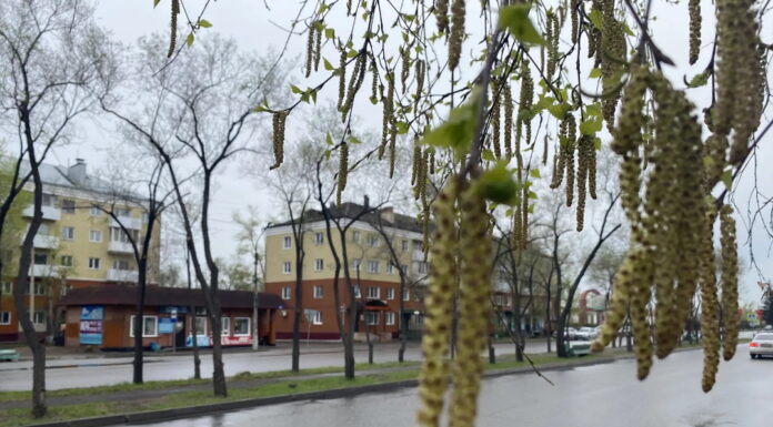 В Черногорске прошла городская экологическая эстафета Фото СГК