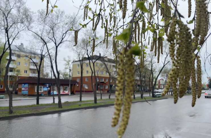 В Черногорске прошла городская экологическая эстафета Фото СГК