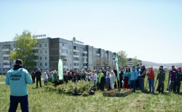 «Новые люди» в Хакасии организовали большой зеленый праздник, на котором высадили три тысячи сеянцев сосны Фото предоставлено пресс-службой ХРО партии «Новые люди»