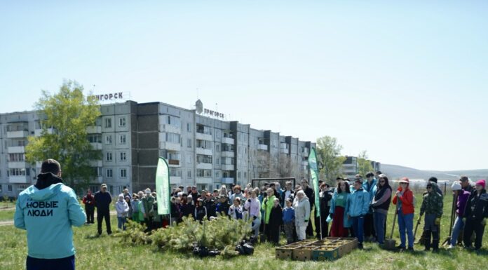 «Новые люди» в Хакасии организовали большой зеленый праздник, на котором высадили три тысячи сеянцев сосны Фото предоставлено пресс-службой ХРО партии «Новые люди»