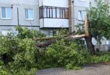 В Черногорске тополь после удара молнии рухнул на оставленные под ним автомобили Изображение со страницы Вконтакте Елена Гопина