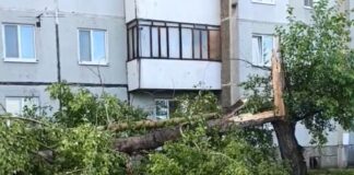 Изображение со страницы Вконтакте Елена Гопина