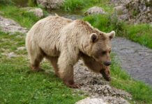 В Аскизском районе создали спецгруппы для борьбы с медведями Медведь