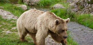 На острове Татышев в Красноярске ищут медведя с помощью беспилотника Медведь