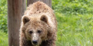В Хакасии ликвидировали уже 52 медведя Медведь