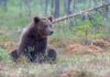 Медведь