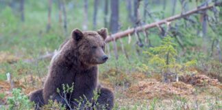 125 медведей ликвидировали в Хакасии Медведь