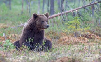 125 медведей ликвидировали в Хакасии Медведь