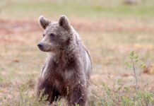 Больше 80 медведей добыли в Хакасии Медведь