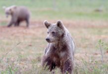 16 медведей ликвидировали в Хакасии на выходных Медведь
