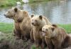 Медведи: если охотник не стреляет, значит, это кому-то не нужно Медведи
