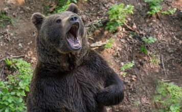 11 медведей добыли в Хакасии с начала года Медведь