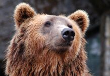 Медведь напал на пенсионерку в Кузбассе, женщина госпитализирована Медведь