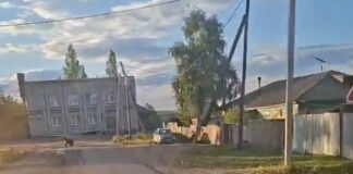 В Шира вышли медведи Кадр съемки из телеграм-канала Ширинского сельсовета