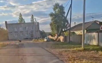 В Шира вышли медведи Кадр съемки из телеграм-канала Ширинского сельсовета