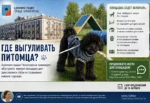 Администрация Черногорска планирует обустроить первую площадку для дрессировки собак и спрашивает мнение горожан